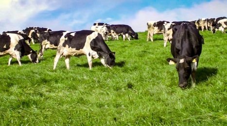 « La dette moyenne des éleveurs laitiers irlandais s'élève à 75 000 € » | Lait de Normandie... et d'ailleurs | Scoop.it