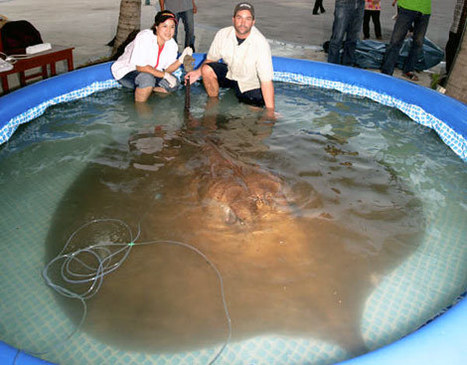 Mekong Dams Threaten Rare Giant Catfish | Voyage au coeur du Vietnam | Scoop.it