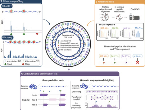 Advances in Decoding Bacterial N-Terminal Proteoforms: Technologies, Challenges, and Functional Insights | mdpi | RMH | Scoop.it