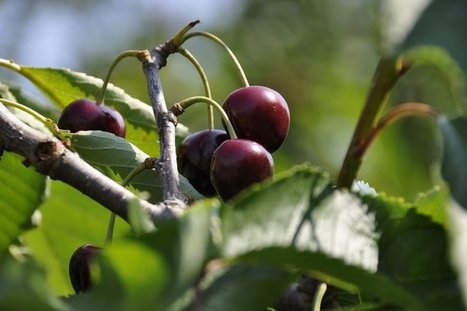 Des producteurs de cerises s’inquiètent pour leurs récoltes après l’interdiction d’un insecticide contre la suzukii | Les Colocs du jardin | Scoop.it
