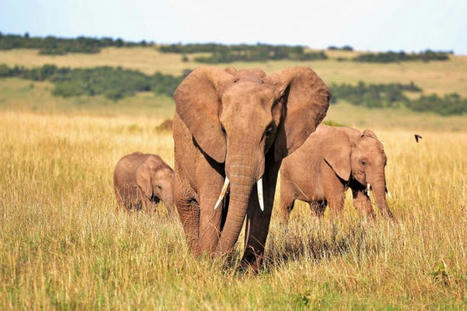 Les éléphants d’Afrique sont « en danger d’extinction » | Histoires Naturelles | Scoop.it