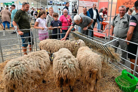 "Il a fallu vingt ans pour réamorcer la pompe" : comment la filière ovine arrive à capter les jeunes ? | Elevage et société | Scoop.it