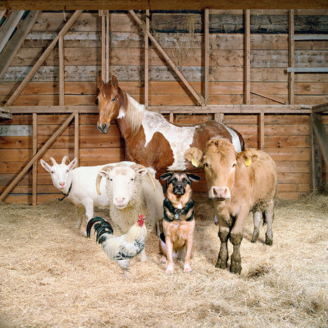 This Photographer Photographs Farm Animal Like No One Else | IELTS, ESP, EAP and CALL | Scoop.it