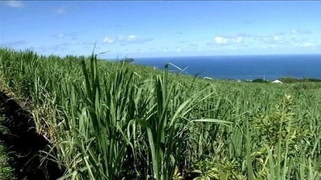 Saint Louis souhaite fermer la dernière raffinerie de sucre de canne dans l’Hexagone | Revue Politique Guadeloupe | Scoop.it