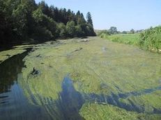 La directive-cadre sur l’eau, parent pauvre de l’Europe - Journal de l'environnement | Biodiversité | Scoop.it