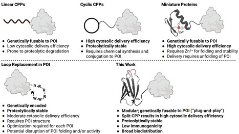 Intracellular Delivery of Peptides and Proteins with an Engineered Membrane Translocation Domain | brvbe | RMH | Scoop.it