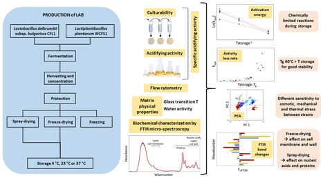 Compr&eacute;hension de la sensibilit&eacute; des bact&eacute;ries aux stress induits par les proc&eacute;d&eacute;s de stabilisation pour proposer des alternatives industrielles | Life Sciences Universit&eacute; Paris-Saclay | Scoop.it