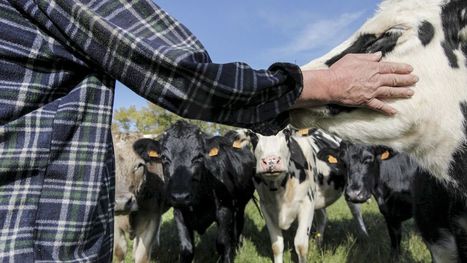 Les agriculteurs font les frais d'une hostilité croissante - Les Echos | Agriculture et communication positive | Scoop.it