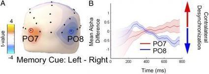 Long-term memory sets the stage for visual perception | Amazing Science | Scoop.it