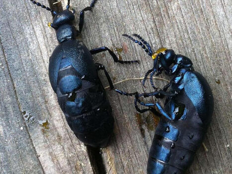 &Auml;l&auml; sy&ouml; t&auml;t&auml; &ouml;t&ouml;kk&auml;&auml; | 1Uutiset - Lukemisen t&auml;hden | Scoop.it