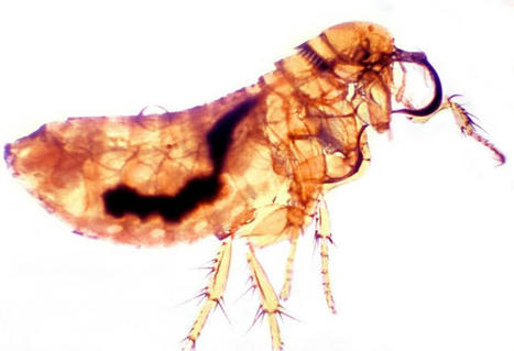 La peste reste endémique dans l'ouest des États-Unis | EntomoNews | Scoop.it