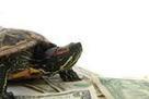First, Slow Food. Now, Slow Money. | Science News | Scoop.it