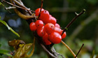 Black bryony's poisonous berries are the jewels of Halloween | Nature Flash | Scoop.it