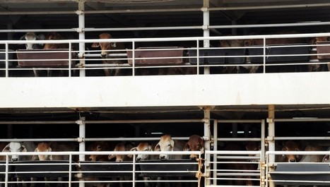 Transport de bétail : des lacunes dans les contrôles reconnaît la Commission européenne | Actualité Bétail | Scoop.it