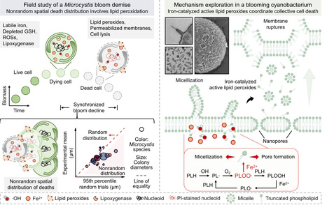 Iron-catalyzed active lipid peroxides drive ultrafast collective cell death in blooming algae | sci | RMH | Scoop.it