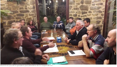 Éleveurs espagnols et français des Pyrénées s'unissent pour se défendre contre les attaques de l'ours | Vallées d'Aure & Louron - Pyrénées | Scoop.it
