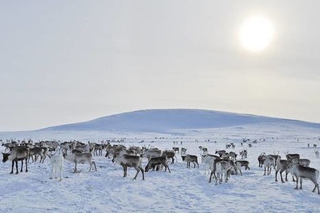 Poronhoitajat pelkäävät porojen nälkäkuolemia Pohjois-Norjassa – paksu lumipeite vaikeuttaa ravinnonsaantia | Yle Uutiset | yle.fi | 1Uutiset - Lukemisen tähden | Scoop.it