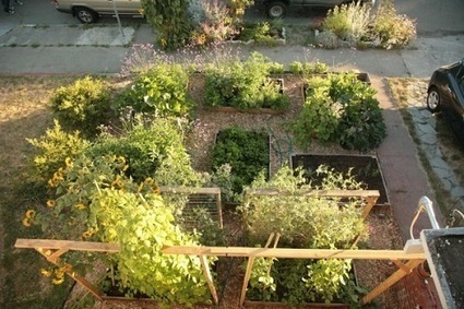 Avec un potager urbain de 10m², il dépasse l’autosuffisance ! | Ces infos qui nous font du bien | Scoop.it