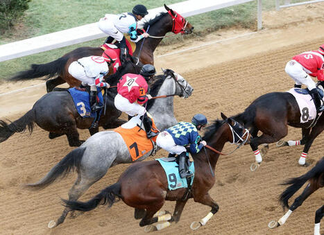 Ask HISA: Aftercare Support | Racing Regulatory Issues | Scoop.it