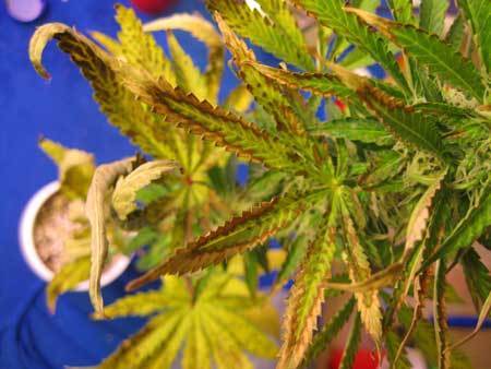 pictures of marijuana symptoms caused by over-w...