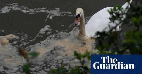 Regulators urged to act over water companies&rsquo; record sewage discharge | Water | The Guardian | Fiscal Policy & Regulation | Scoop.it