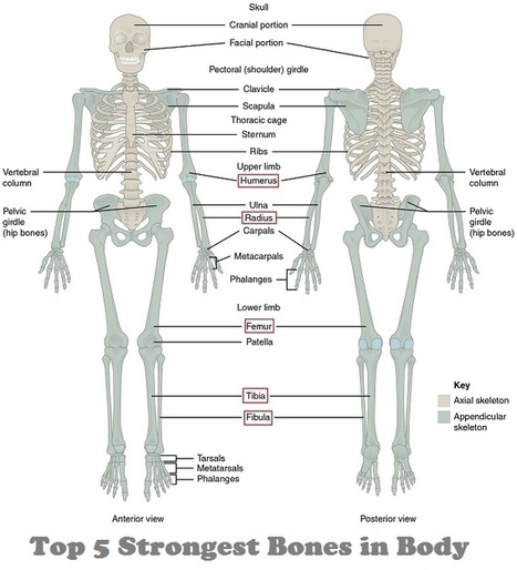 Strongest Bone In The Human Body | Historical Science