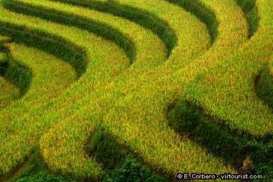 Lessons learned: growing rice in Haiti and Vietnam - Haitian-Truth.org | SRI Global News ++ March - May 2025    System of Rice Intensification (SRI) | Scoop.it