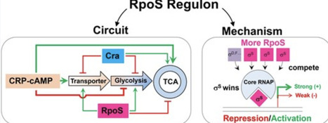 A tripartite RpoS-CRP-cAMP-Cra circuit orchestrates metabolic reprogramming during stress adaptation | nar | RMH | Scoop.it