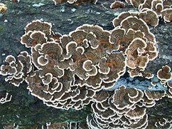 Fungi may have ended the coal era 300 million years ago | Amazing Science | Scoop.it