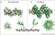 Advances in targeted genome editing - Current Opinion in Chemical Biology | TAL effector science | Scoop.it