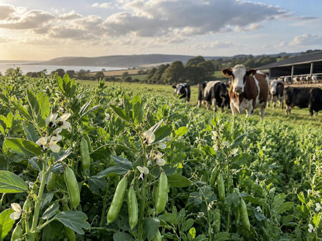 EU: Protein crops target livestock feed imports | EUROPES | Scoop.it