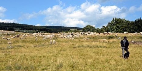 Sur les estives du Lozère, on ne parle pas que du loup | Biodiversité | Scoop.it