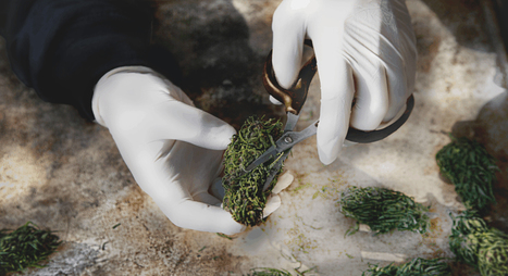 Wholly Hemp: putting phytocannabinoids in focus | INNOVATIONS | Scoop.it