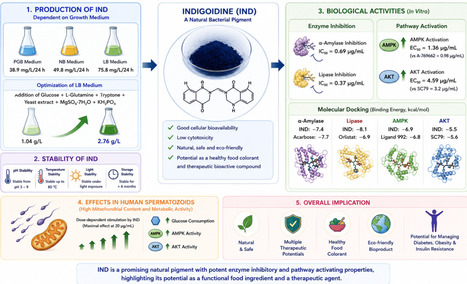 Sustainable Overproduction of the Bacterial Pigment Indigoidine as a Natural Colorant: Stability Evaluation, Inhibition of Obesity-Diabetes-Related Digestive Enzymes, and Activation of AMPK&ndash;AKT | mbo | RMH | Scoop.it
