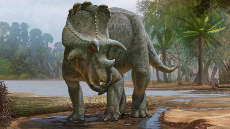 Ce nouveau dinosaure à cornes découvert aux États-Unis était un ancêtre du tricératops | Histoires Naturelles | Scoop.it