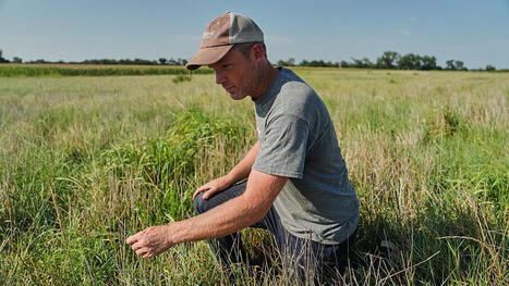 EUROPE : &rsquo;I&rsquo;m in survival mode&rsquo;: Farmers turn to new crops for earnings in the face of repeated droughts&nbsp; | CIHEAM Press Review | Scoop.it