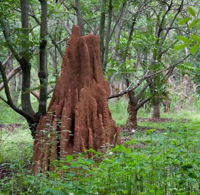 Les termites, champions de l’optimisation thermique | larecherche.fr | EntomoNews | Scoop.it