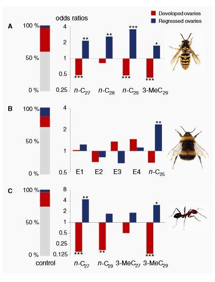 Chez les insectes sociaux, des phéromones émises par la reine régulent la capacité des ouvrières à se reproduire | EntomoNews | Scoop.it