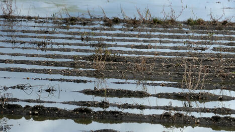 Farmers devastated as extreme weather damages crops: 'It's going to possibly become worse' - The Cool Down | Operation Deimos | Scoop.it
