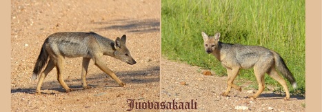 Juovasakaali | 1Uutiset - Lukemisen tähden | Scoop.it