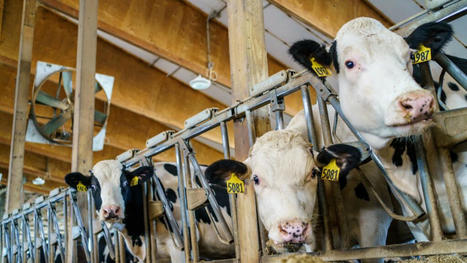 H5N1 Avian Flu in Cattle: A Call to Action on Evolving Risk to Humans | Virus World | Scoop.it