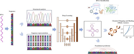 Enhanced RNA secondary structure prediction through integrative deep learning and structural context analysis | nar | RMH | Scoop.it