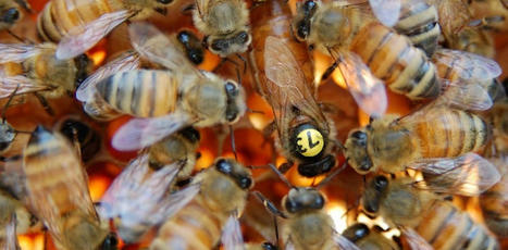 Pesticides et abeilles : comment les fongicides s’attaquent à la reine | Phytosanitaires et pesticides | Scoop.it