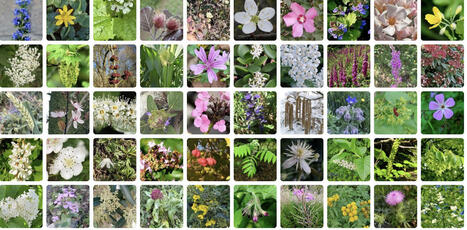 1,3&nbsp;milliard de photos&nbsp;: les dessous de PlantNet, l&rsquo;application qui s&eacute;duit les&nbsp;curieux et aide les&nbsp;scientifiques | Biodiversit&eacute; - @ZEHUB on Twitter | Scoop.it