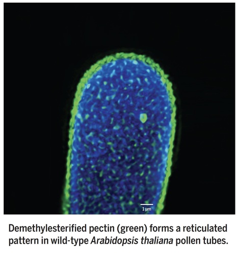 FER, ANJ, and HERK1 receptors interact with RALF6, 7, 16, 36, and 37