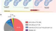 Leveraging base excision repair for efficient adenine base editing of mitochondrial DNA - Nature Biotech. | TAL effector science | Scoop.it