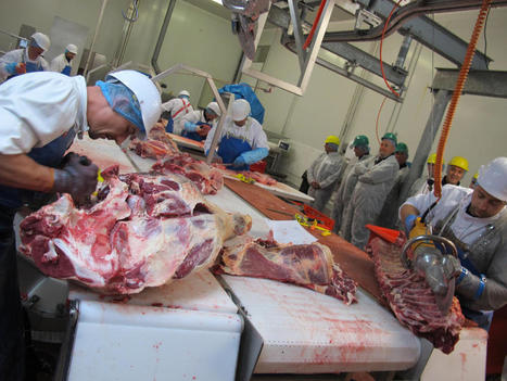 L'abattoir de N&oelig;ux-les-Mines se met &agrave; la d&eacute;coupe : 40 emplois cr&eacute;&eacute;s | La Gazette des abattoirs | Scoop.it