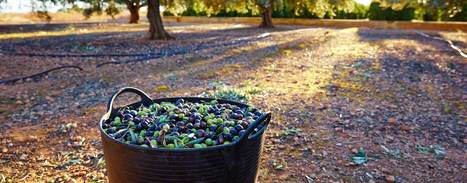 Olive Oil Production in Spain Sets Record | OLIVE NEWS | Scoop.it