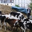 Nantes. 200 tracteurs et 15 génisses contre l’aéroport - Nantes - Faits de société - ouest-france.fr | Vidéos_NDL | Scoop.it