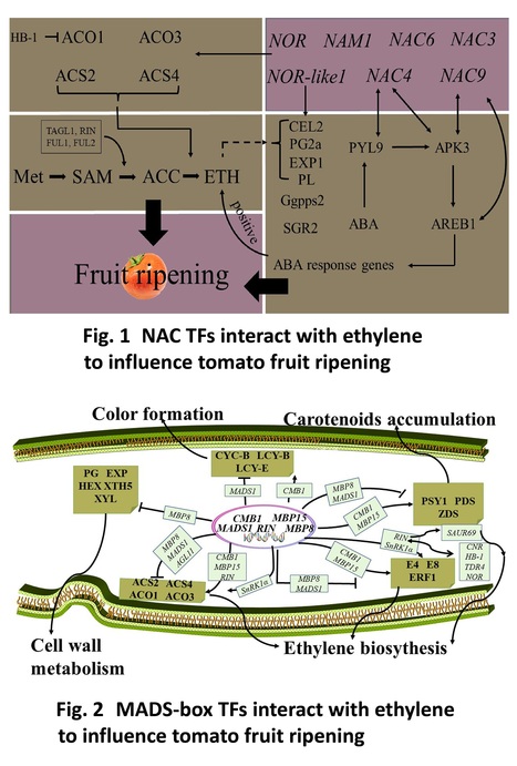 Ripening-related transcription factors during tomato fruit ripening: crosstalk with ethylene - Review | Plant hormones (Literature sources on phytohormones and plant signalling) | Scoop.it